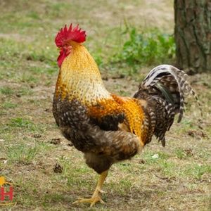 Meet your Posher, Bena